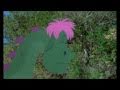 Pete S Dragon Elliott S Farewell