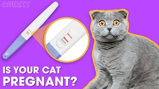 How To Know If Your Cat is Pregnant? 5 Signs That Your Cat is Pregnant