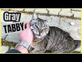 This Hungry Gray Tabby Cat Is Grateful For Love And Food