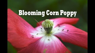 Blooming Beauty of Red Corn Poppies | Papaver rhoeas in Bloom 🌺 | A Tribute to Nature & Remembrance