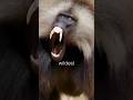 The Strangest Monkeys Sounds In The World