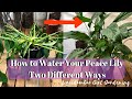 The Best 21 How Often To Water Peace Lily