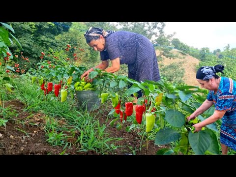 MY GRANDMOTHER MADE PEPPER PICKLE WHICH IS THE MOST EAT IN AZERBAIJAN