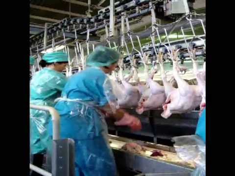 Sibirskaya turkey processing