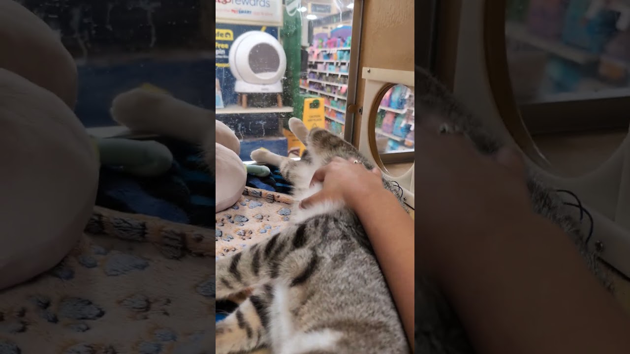 Enlarge Young Gentleman, a Adoptable mixed breed in Clinton, NJ video 5/5