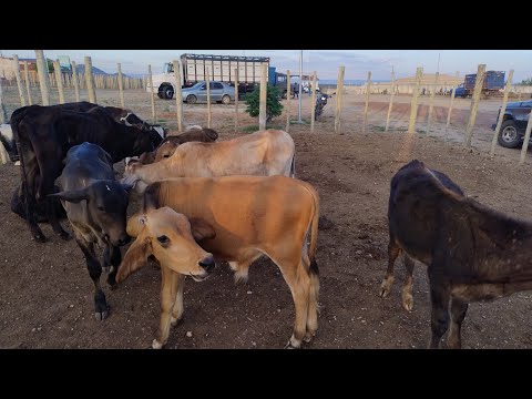 FEIRA DO GADO EM BELA VISTA GRANITO-PE, DIA 25/11/2025. #nordeste 
