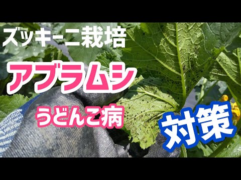 ズッキーニに牛乳は良いのでしょうか？うどんこ病も治りますか？  庭園
