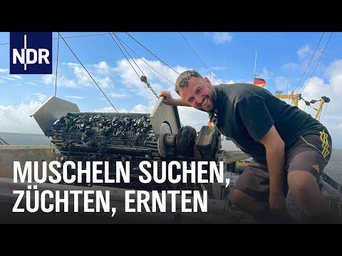 Letzter Muschelfischer von Greetsiel | Die Nordreportage | NDR Doku