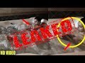 Kyra Dutt Videos Bollywood Events