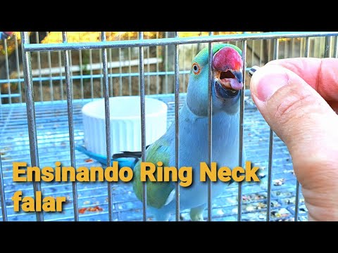 HOW TO TEACH A RING NECK TO TALK 4K