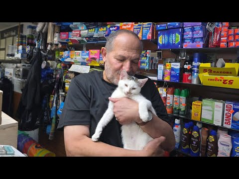 ‘Tears of joy': Jabal, beloved Brooklyn bodega cat, returned after community uproar
