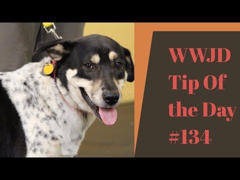 Reactive Dogs, What Would Jeff Do? Dog Training Tip of the Day #134