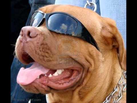 pochi chavez   perros pisadores