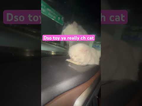 Dso toy aa k really ch cat aa #cat #cartoonvideo #carlifestyle #carlover #chandigarh #chandigarh