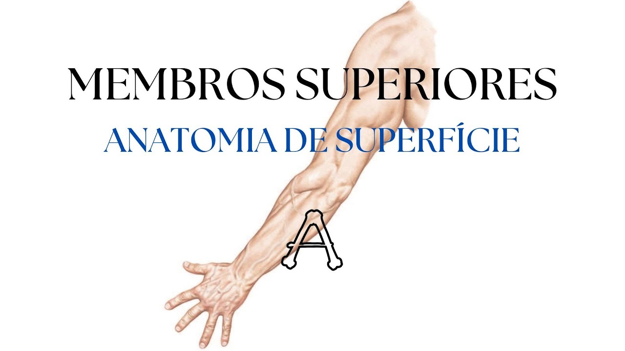 MEMBROS SUPERIORES | Anatomia de Superfície