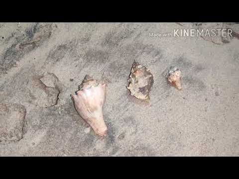 #perupalembeach #beachvibes #nightride  Night Ride to beach l classic 350 l duke 200 l unicorn 160