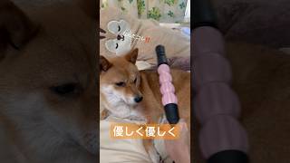 筋膜ローラー豆柴 #shibainu #柴犬 #cute #犬のいる暮らし #筋膜リリース #shorts