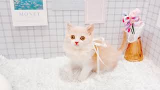 スコティッシュフォールドの動画01