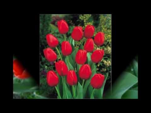 SZÉCSI PÁL:SZERETED-E MÉG?