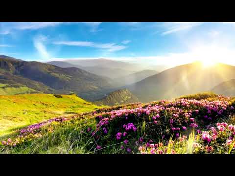 Orchid-Star - Butterflies | Chill Space