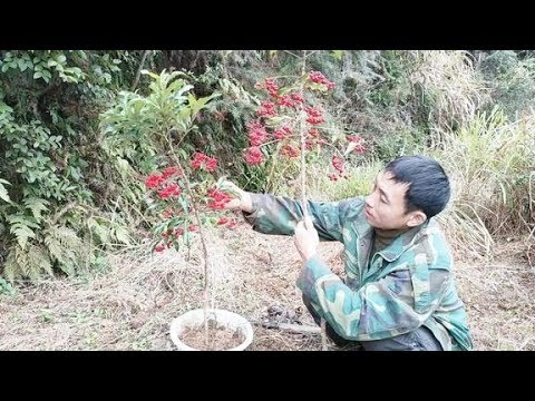 富貴子