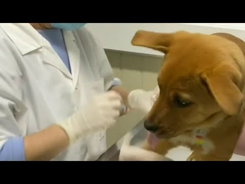 Nonessential medical, dental, veterinary care restarts...
