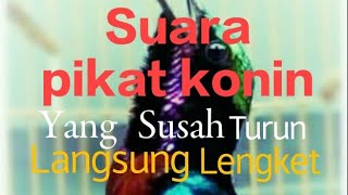 Download lagu Suara pikat konin yang susah turun..jos,,,Aisha Channel 14 mp3