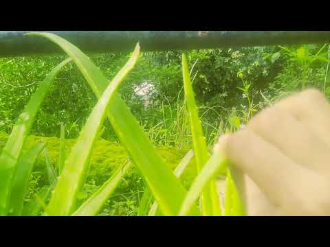 Nature  with viyan🙏🏻🎉🎉🎉👍