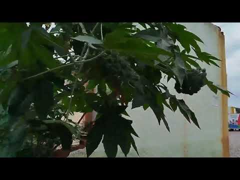 Terra de São João dos Patos no Maranhão 