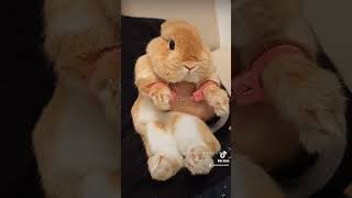 Download lagu How smart baby can seek https://youtube.com/shorts/qdMQoNaoohQ?si=NVJI4gKpBCihBR3Y mp3 Download lagu How smart baby can seek https://youtube.com/shorts/qdMQoNaoohQ?si=NVJI4gKpBCihBR3Y mp3