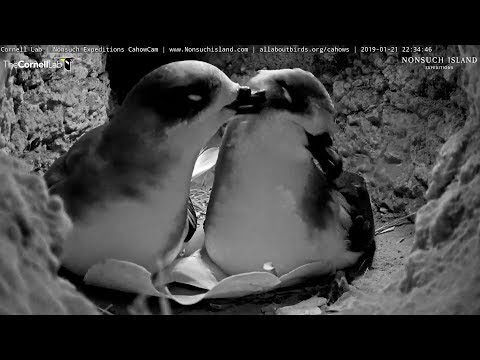 190121 Bermuda Cahow Cam - 夫妻秀恩愛