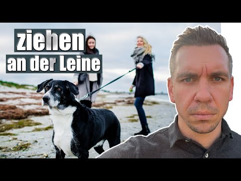 Leinenführigkeit - welche Methode ist die Richtige?