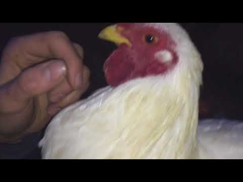 Rassehühner Zwerg-Wyandotten Weiß