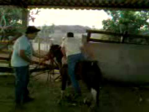 Montaria em Ponei Ar (Vander Reys) 2