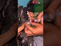 How To Make Injection For Aseel Murgh Injecting Aseel Murgh Shorts Viral Aseel