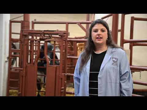 MSU CVM Virtual Tour 5 of 10: AHC - Food Animal, Theriogenology and Equine