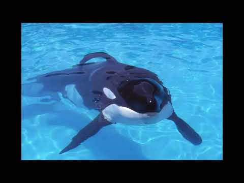 After Keiko from Free Willy was freed, he turned up in Norway and gave kids rides on his back #Keiko