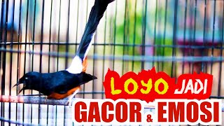 Download lagu Pancingan Murai batu Gacor Nembak, Ampuh Naikkan Emosi Murai batu Malas Bunyi Cepat Gacor mp3 Download lagu Pancingan Murai batu Gacor Nembak, Ampuh Naikkan Emosi Murai batu Malas Bunyi Cepat Gacor mp3