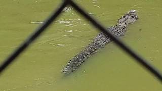 preview picture of video 'JONG'S CROCODILE FARM & ZOO'