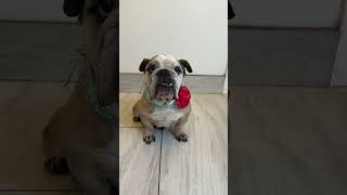 Video preview image #1 Bulldog Puppy For Sale in Benton, LA, USA