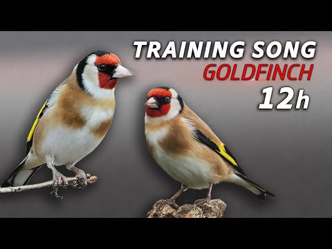 New Champion Goldfinch 12h Training Song