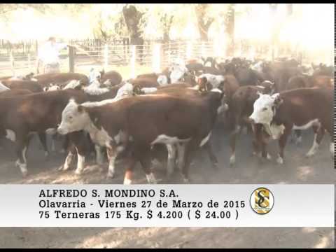 Venta de Hembras - Alfredo S. Mondino - Olavarria. 27-03-2015