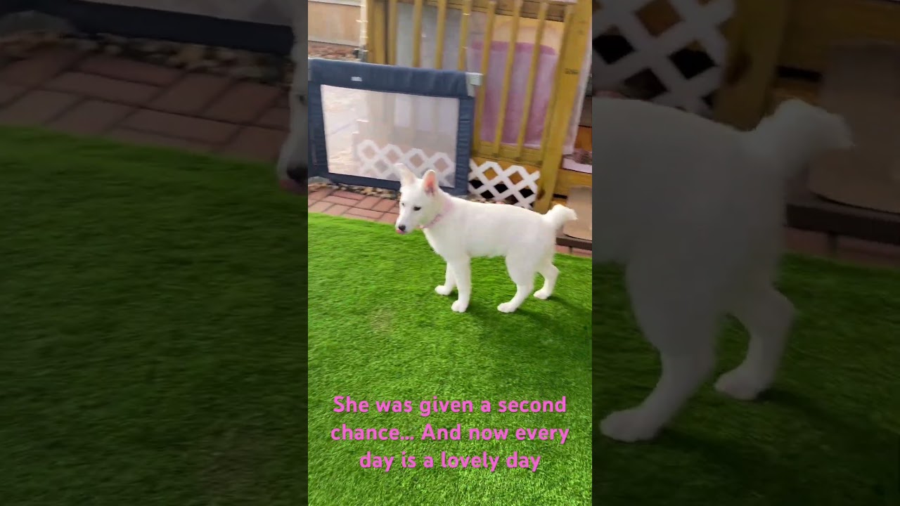 Enlarge Aspen, an adopted mixed breed in Chicago, IL video 6/6