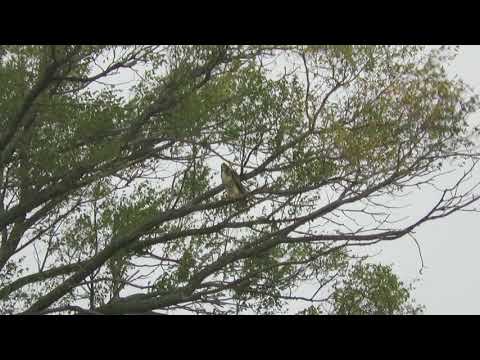 Red-tailed hawk hanging on in the wind