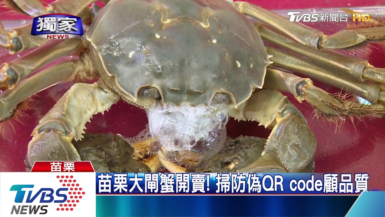 苗栗大閘蟹開賣! 掃防偽QRcode顧品質