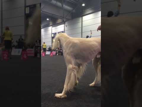 Heart Soul Jp Pleasant Colony & Iman Von Astrachan (champion class)