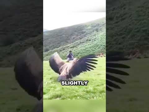 Vulture Shows Gratitude to Human Rescuers ❤️😊