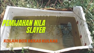 Download lagu Tutorial Proses pemijahan Nila Slayer di box bekas kulkas mp3