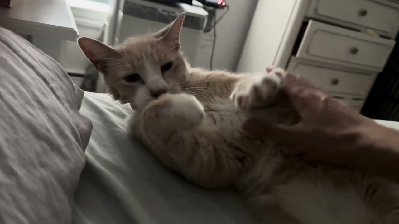 Enlarge Biscuit Snacks, a Adoptable Domestic Short Hair in Groveland, MA video 6/6