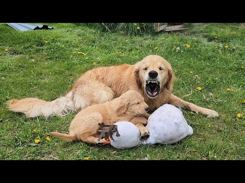 Когда тебя никто не боится